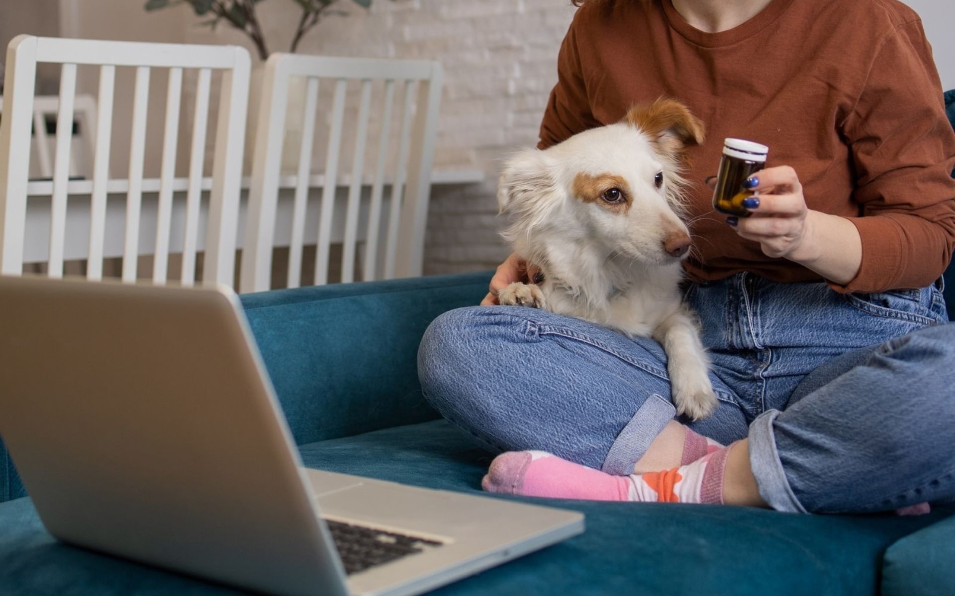 Pet Telemedicine In Wimberley, TX 78676 Apollo Veterinary Hospital