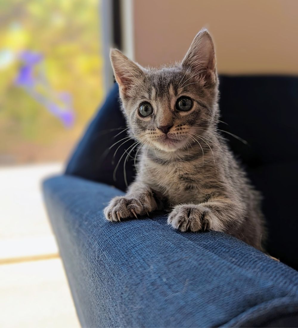 a cat on a couch