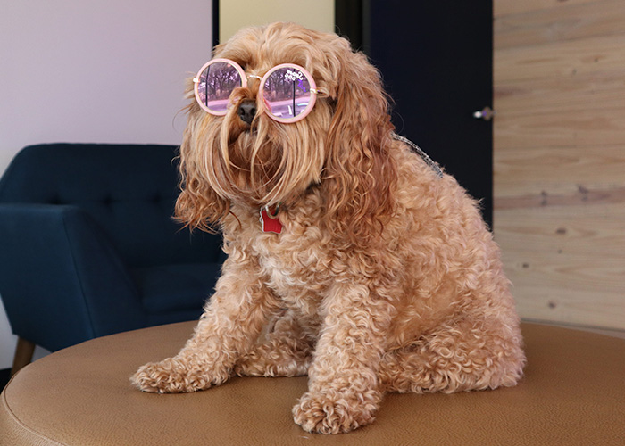 a dog wearing pink sunglasses<br />
