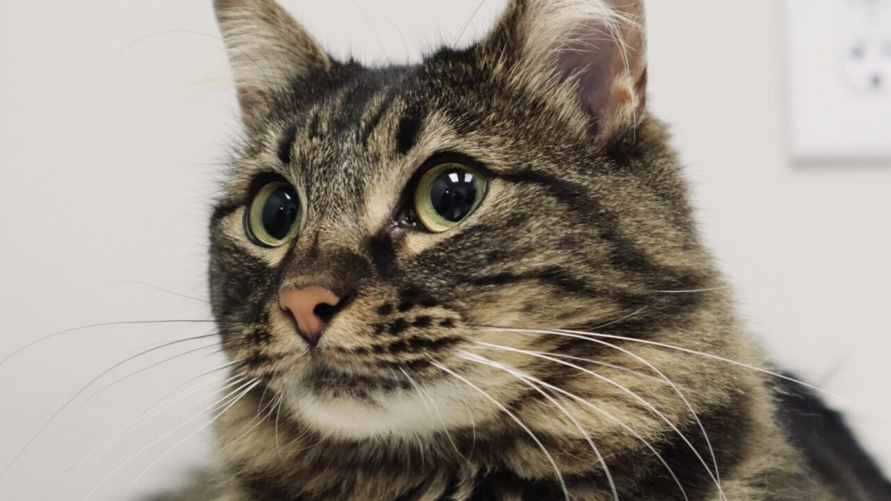 Pet Behavioral Consultation In Wimberley, TX 78676 Apollo Veterinary