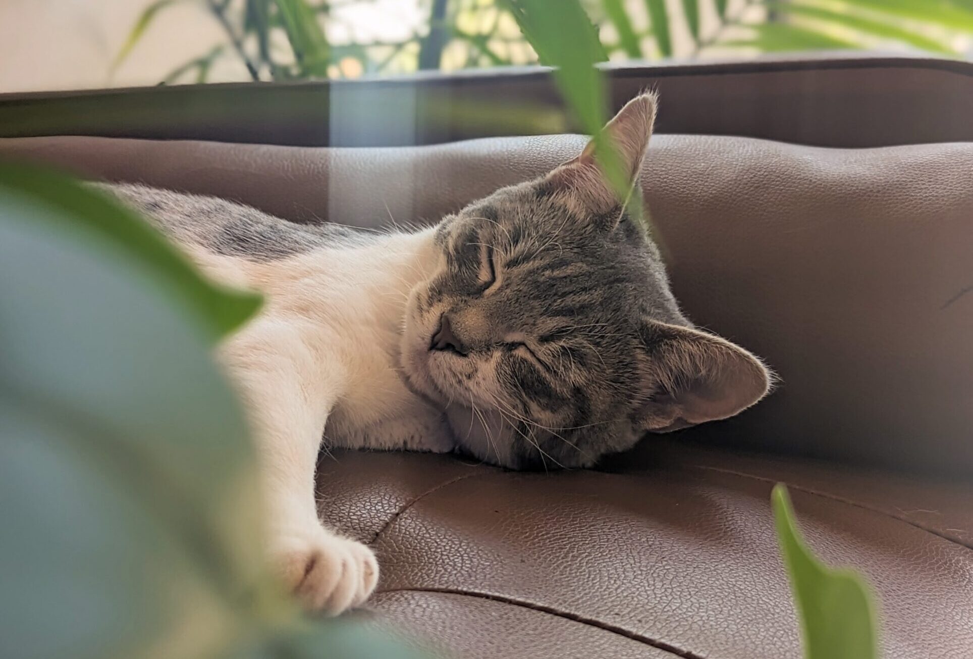 a cat sleeping on a couch