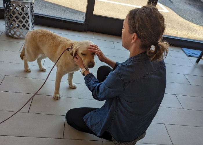 dog-on-leashes-with-a-vet