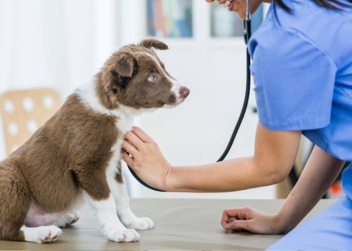vet checking the dog