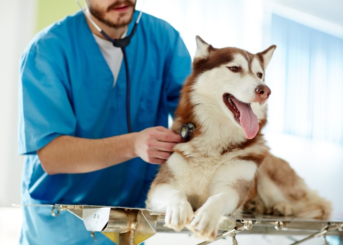 vet with dog